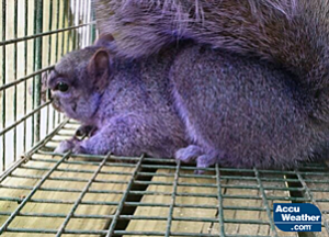 21mar-purple-squirrel