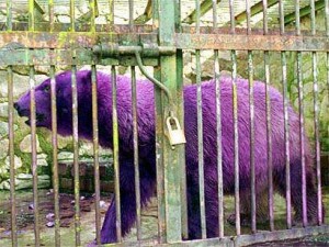 24jun-purple-polar-bear