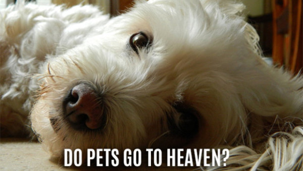 Do-pets-go-to-heaven-620x350