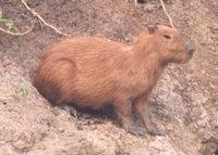 Capybara, Adopt Me! Wiki