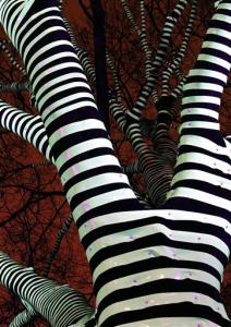Striped_trees